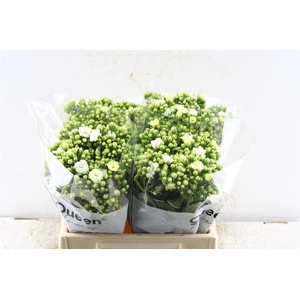 Kalanchoe Cryst White Meadow