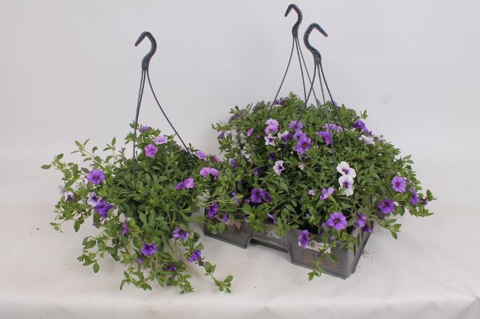 <h4>HANGING BASKETS</h4>