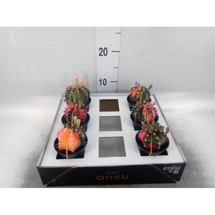 <h4>Gymnocalycium mihanov. 'Japan'  mix</h4>