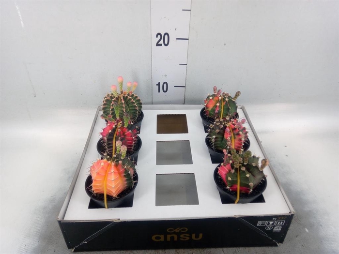 Gymnocalycium mihanov. 'Japan'  mix