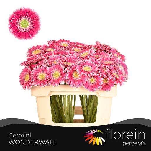 <h4>GE MI WONDERWALL</h4>
