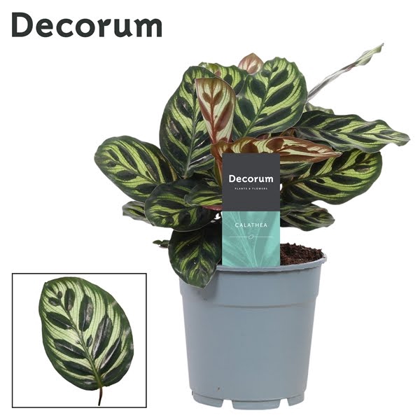 Calathea Makoyana (Decorum)