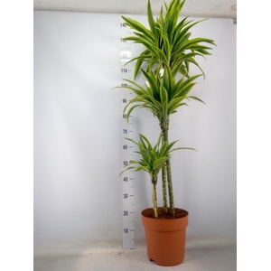 Dracaena fr de 'LemonLime'