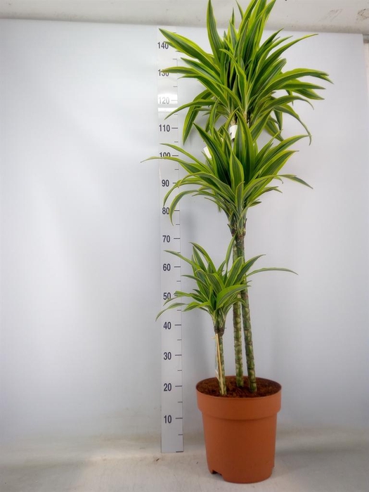 <h4>Dracaena fr de 'LemonLime'</h4>