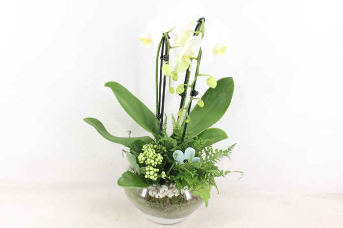 <h4>arr2 PL - Glas Olay phal wit</h4>