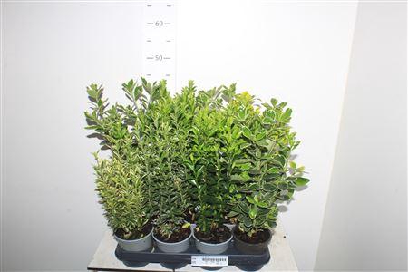 <h4>Euonymus Jap Gem</h4>