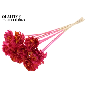 Shola Dahlia 6cm on stem Splashed Cerise/Yellow