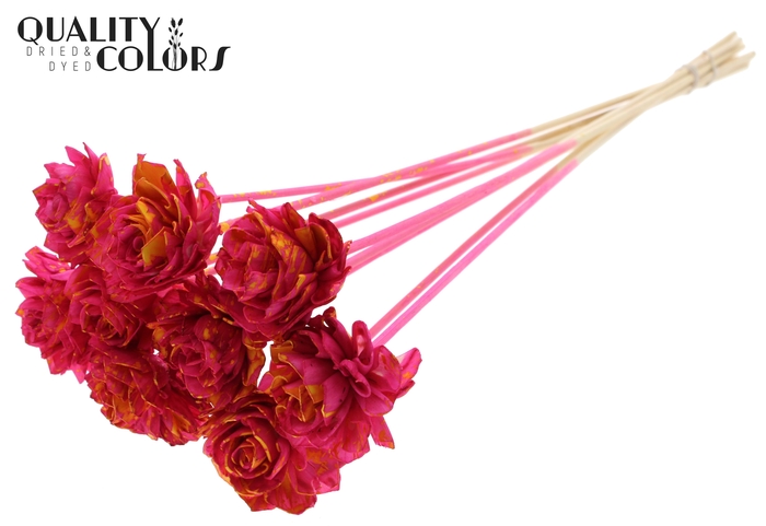 Shola Dahlia 6cm on stem Splashed Cerise/Yellow