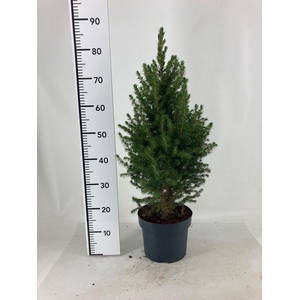 PICEA GL CONICA