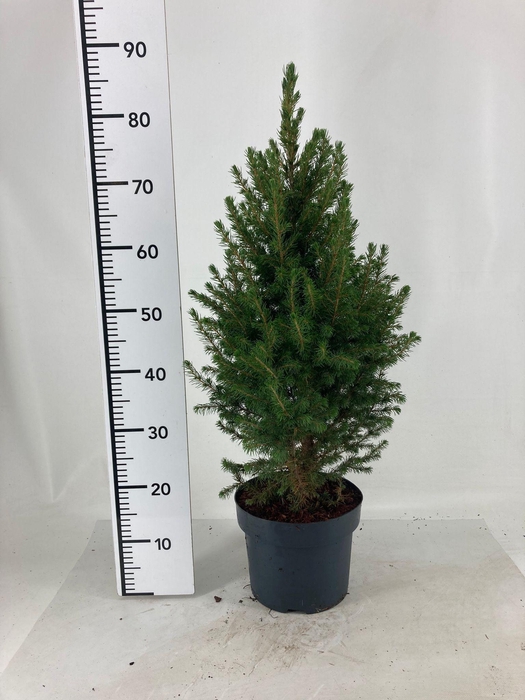 <h4>PICEA GL CONICA</h4>