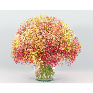 GYPS XLENCE TINTED AUTUMN RAINBOW