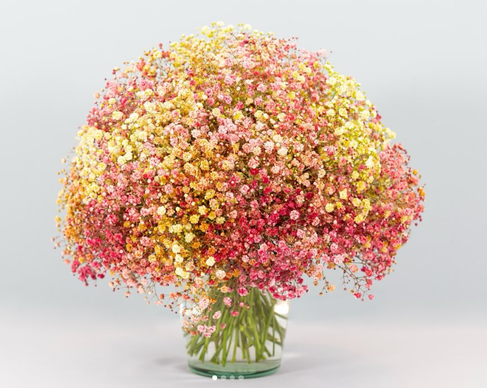 <h4>GYPS XLENCE TINTED AUTUMN RAINBOW</h4>