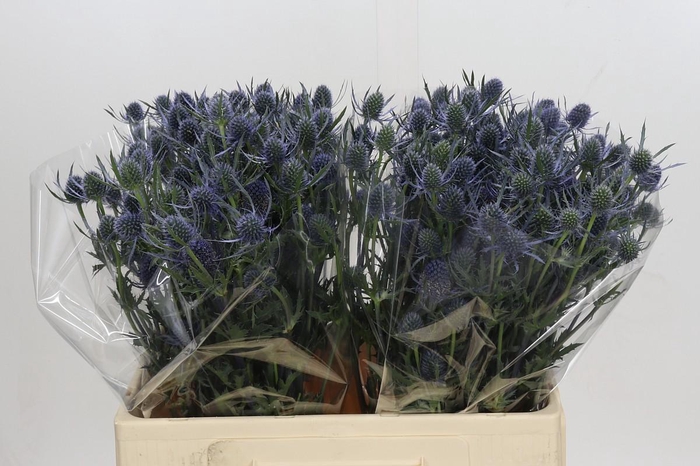 Eryngium Blue Dynamite