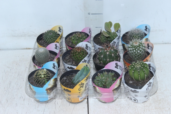 <h4>CACTUS RAIZ PROPRIA P09</h4>