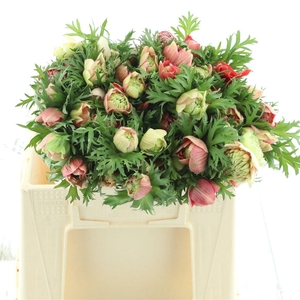 Anem Co Fstar Gl Red Super