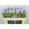 Campanula medium 'Champion Lavender'
