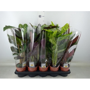 Calathea   ...mix 4