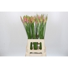 Nerine Vesta K