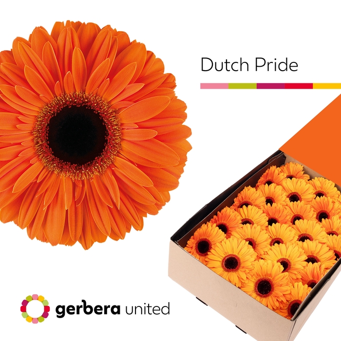 <h4>Gerbera Dutch Pride Doos</h4>