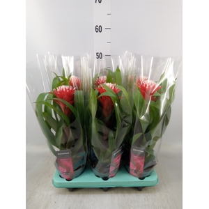 Guzmania  'Hope'
