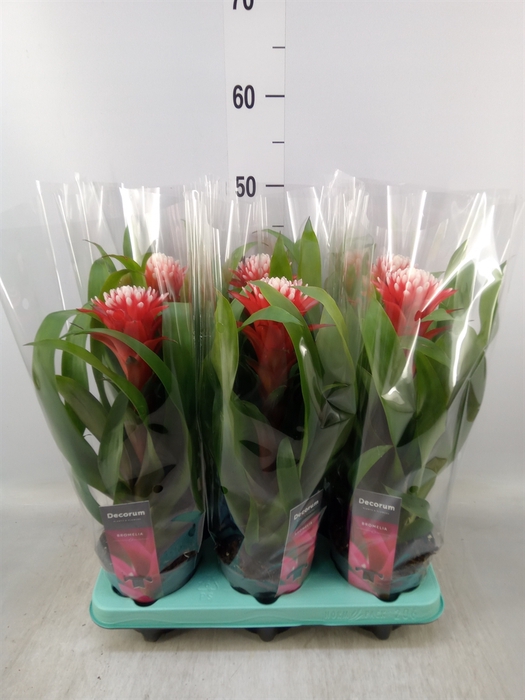 <h4>Guzmania  'Hope'</h4>