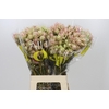 Blushing Bride Bridal Pink