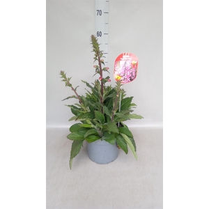 Digitalis  'Pink Panther'