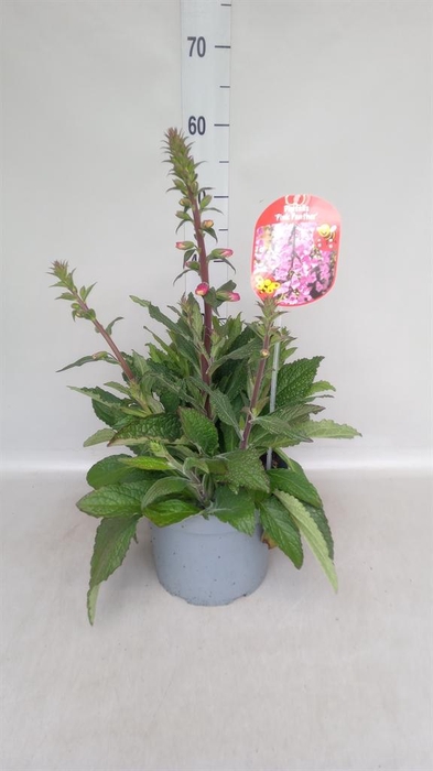 <h4>Digitalis  'Pink Panther'</h4>