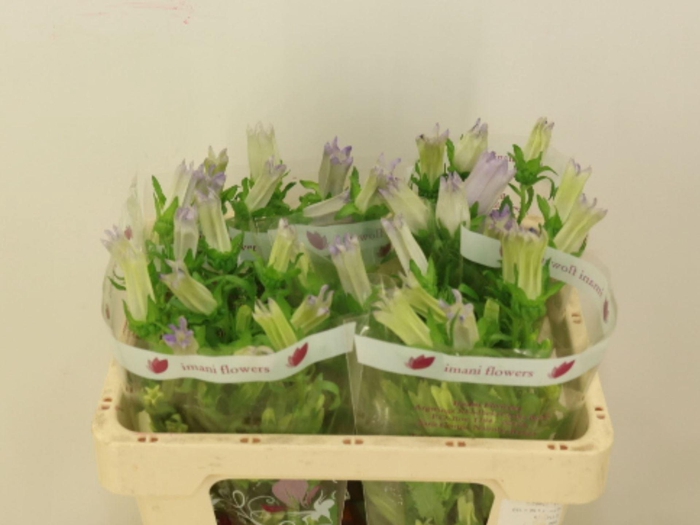 <h4>CAMP CHAMPION LAVENDER</h4>