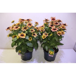 Rudb Sunbeck Ophelia