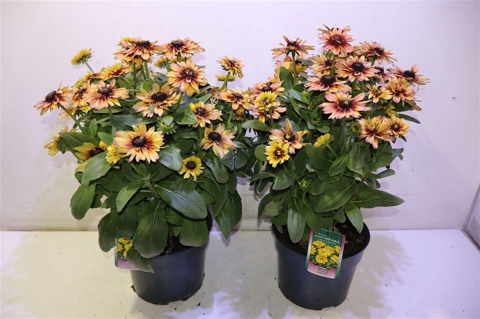 <h4>Rudb Sunbeck Ophelia</h4>