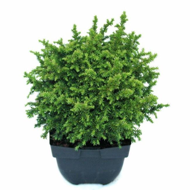 <h4>Cryptomeria japonica 'Vilmoriniana' P17</h4>