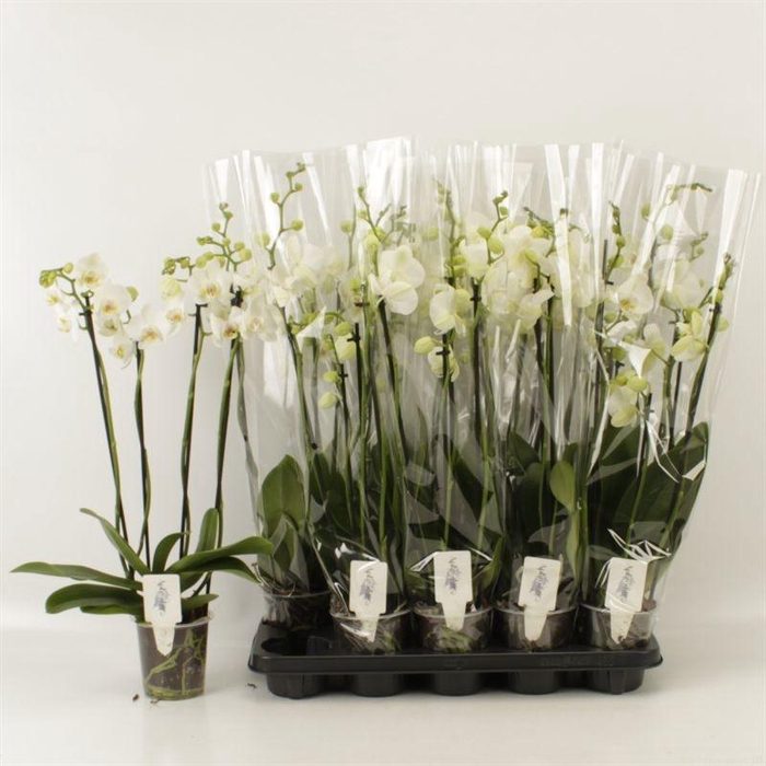 <h4>PHAL OV WIT</h4>