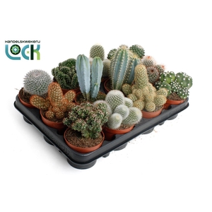 Cactus gemengd 12 soorten
