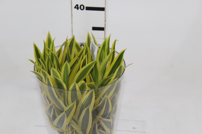 <h4>FOLHAGEM DRACENA PLEOMELE VARIEGATA</h4>