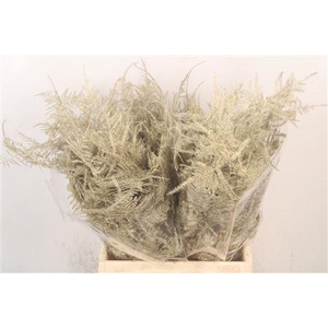 Asp 1e Veren Platina