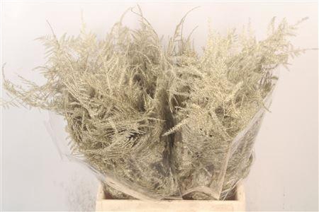 <h4>Asp 1e Veren Platina</h4>