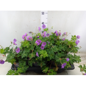 Geranium  'Rozanne'
