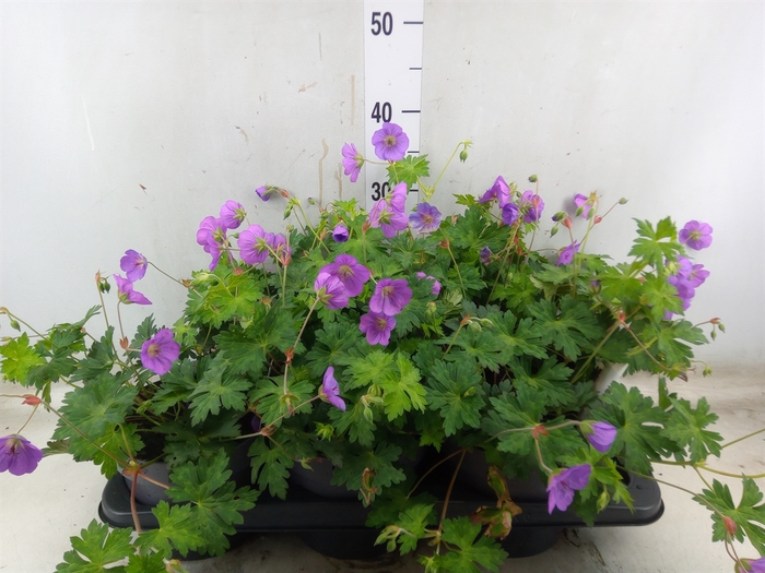 <h4>Geranium  'Rozanne'</h4>