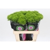 Dianthus Br Kiwi Mellow