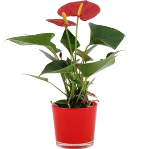 Anthurium Success Red in Joy glass