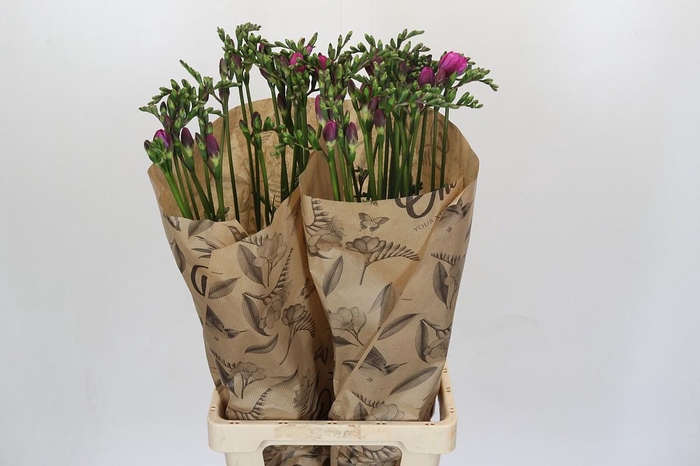 Freesia One Pink XXL