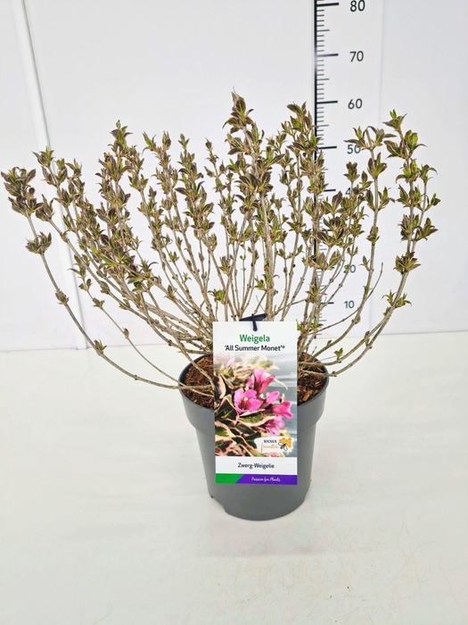 <h4>Weigela overig</h4>