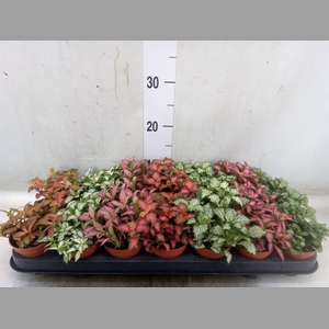 Fittonia   ...mix 7