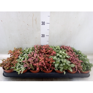 Fittonia   ...mix 7