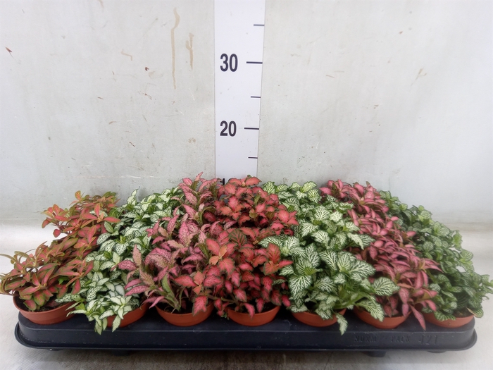 <h4>Fittonia   ...mix 7</h4>