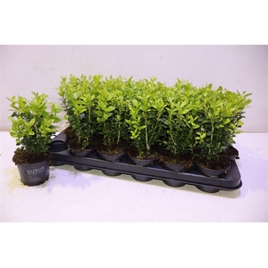 Buxu Sempervirens