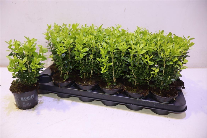<h4>Buxu Sempervirens</h4>