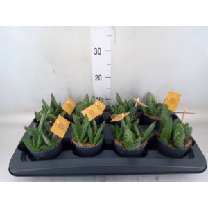 Aloe  'Paradisicum'