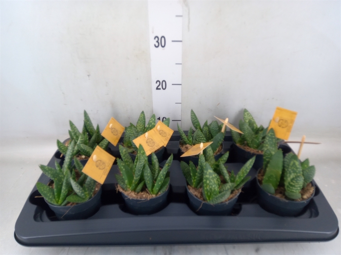 <h4>Aloe  'Paradisicum'</h4>
